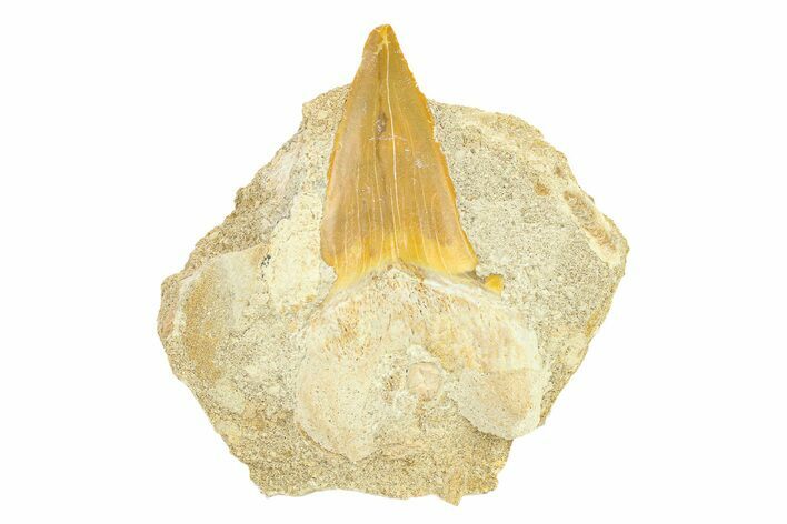 Otodus Shark Tooth Fossil in Rock - Morocco #292014
